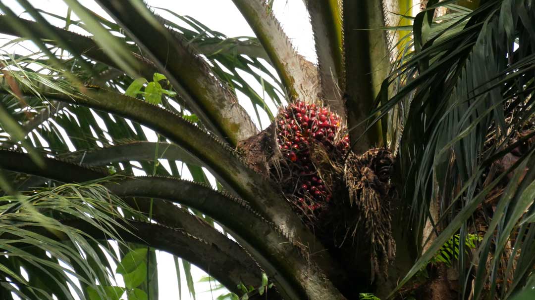 nachhaltiges Palmöl podcast change perspective