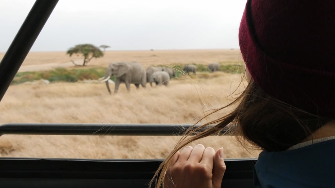 reisen in Zukunft Chancen kathrin in Tansania Elefanten Savanne